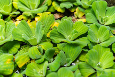 Full frame shot of green leaves