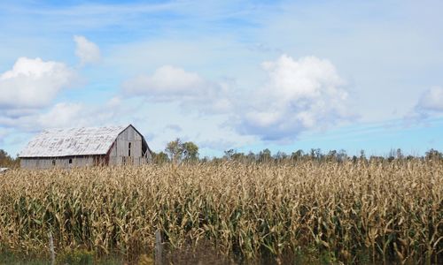 Crops growing on field against sky