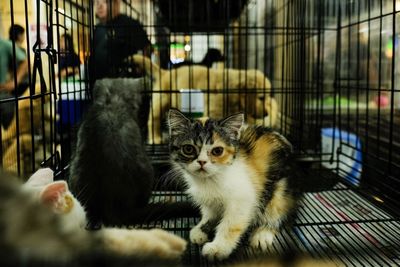 Portrait of kitten sitting in cage