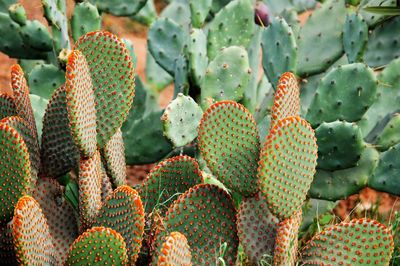 Full frame shot of succulent plants