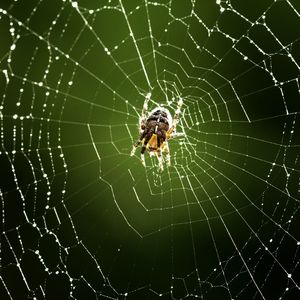 Spider on web