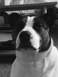 Close-up portrait of a dog