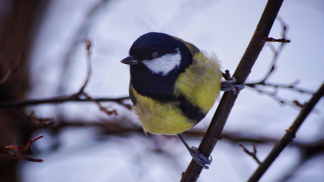 animal themes, bird, animals in the wild, one animal, bluetit, perching, focus on foreground, tree, animal wildlife, no people, nature, day, close-up, great tit, outdoors, sky