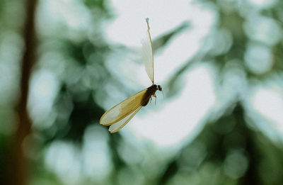 Close-up of butterfly on flower