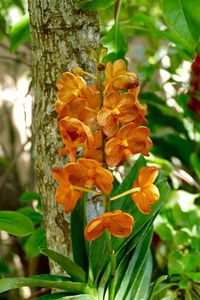 Close-up of orange growing on tree