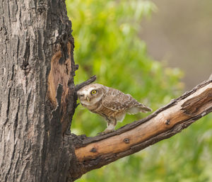 Close-up of squirrel on tree trunk