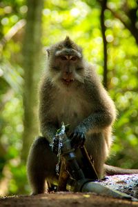 Portrait of monkey sitting on tree in forest