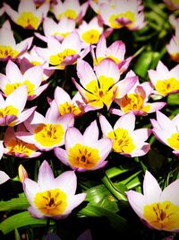 Close-up of yellow flowering plants