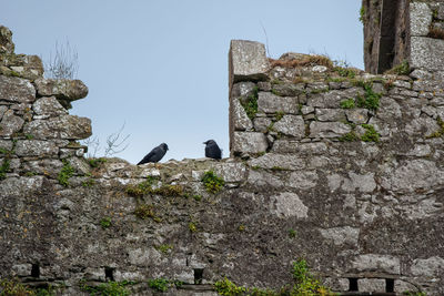 View of birds on wall