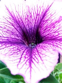 Macro shot of pink flower