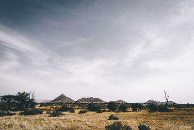 Scenic view of field against sky