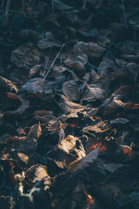 High angle view of dried autumn leaves on land