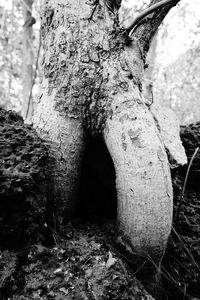 Close-up of tree trunk on field