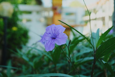 Close-up of purple flower blooming outdoors