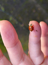 Close-up of hand holding ladybug