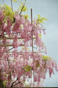 Low angle view of pink flowers on tree