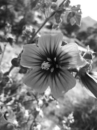 Close-up of flowers blooming outdoors