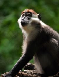 Close-up of monkey sitting on land