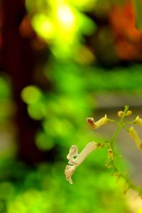 Close-up of insect on leaf