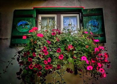Flower pot on window sill