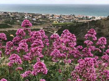 Pink flowering plants by sea against sky