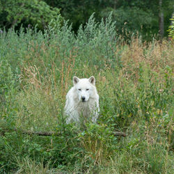 Portrait of dog on grass
