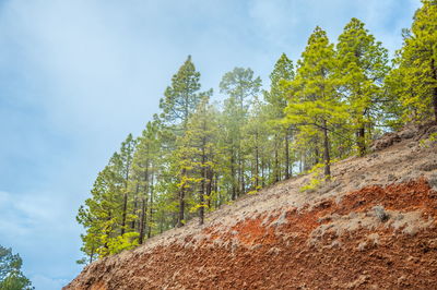 Low angle view of trees against sky