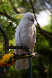 Close-up of parrot perching on tree