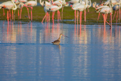 View of birds drinking water