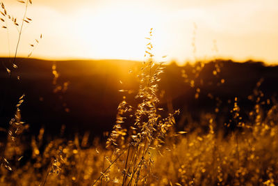 Close-up of plants growing on field during sunset