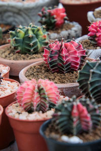 Close-up of succulent plant on table