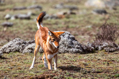Dog standing in a field