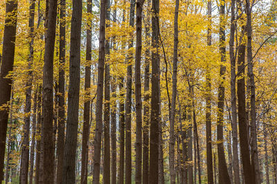 Trees in forest during autumn