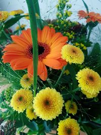 Close-up of yellow flowering plant