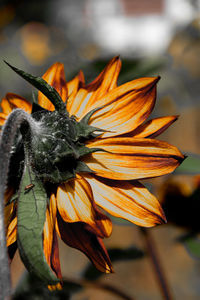 Close-up of wilted orange flower