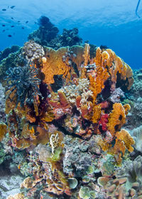 View of fish swimming in sea