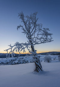 Bare tree on snow covered field against sky