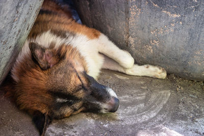 High angle view of dog sleeping