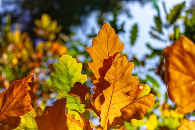 Close-up of yellow maple leaves on plant