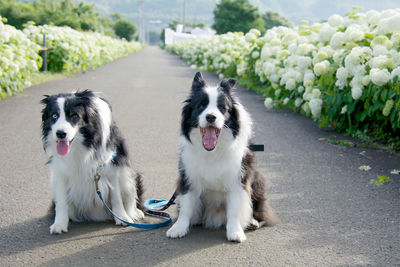 Border collies relaxing on road