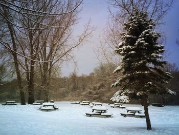 Bare trees on snow covered landscape