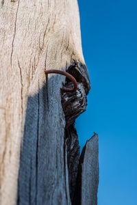 Close-up of a horse against blue sky