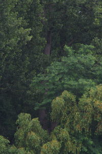 High angle view of trees in forest