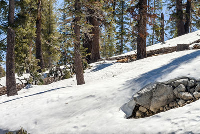 Snow covered trees in forest