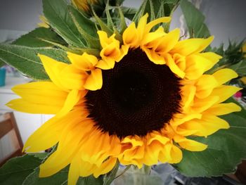 Close-up of fresh sunflower blooming outdoors