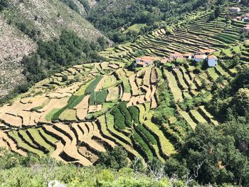 High angle view of agricultural field