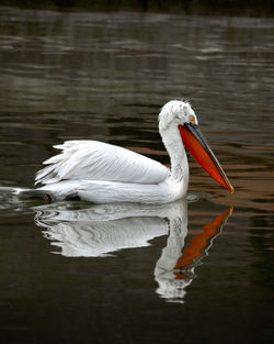 Swan swimming in lake