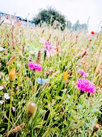 Close-up of pink flowers blooming on field