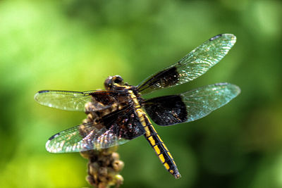 Close-up of insect