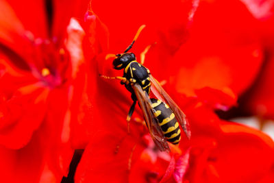 Close-up of insect on red flower